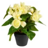 Begonienbusch creme