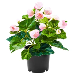 Begonienbusch rosa