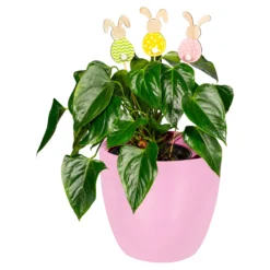 Hasenstecker Rosa