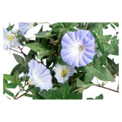 Kunstblume 