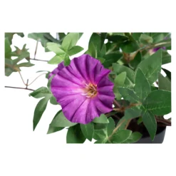 Kunstblume "Winde" violett