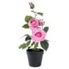 Kunstpflanze „Rosenstock“
