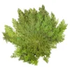 Rose von Jericho