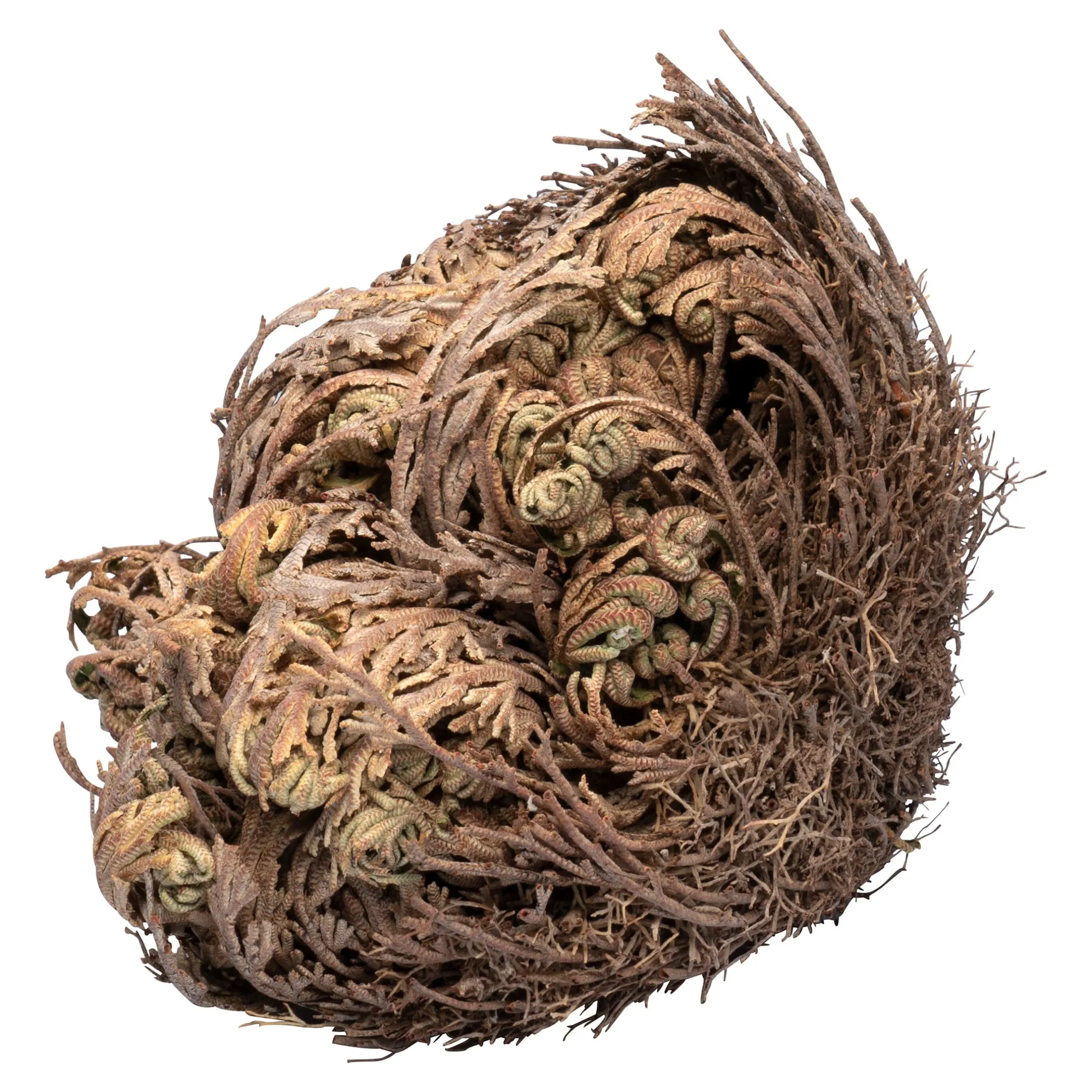 Rose von Jericho