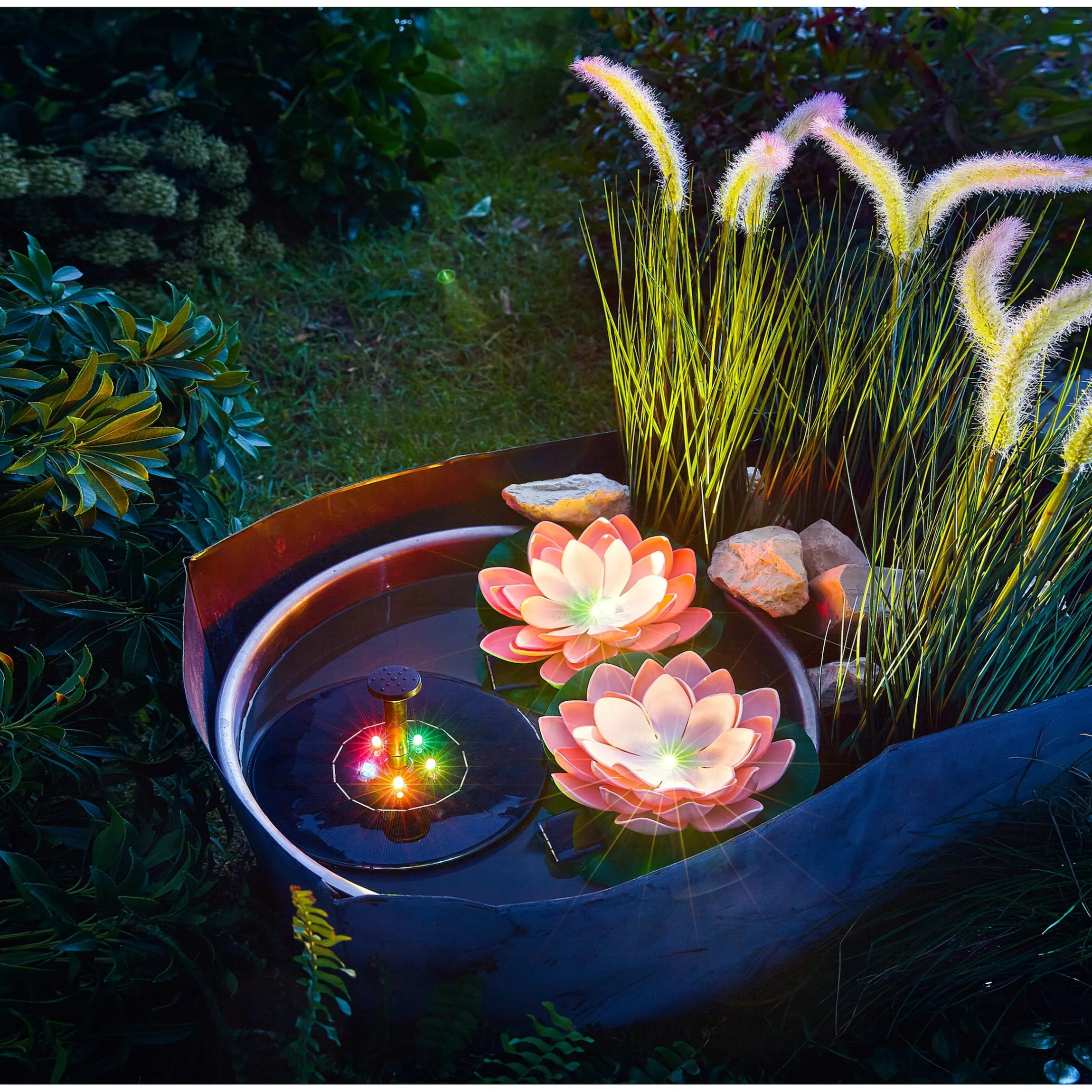 Solar-Seerose rosa