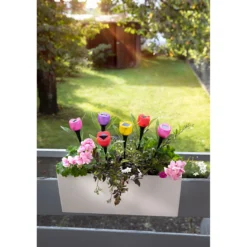Solar-Tulpen